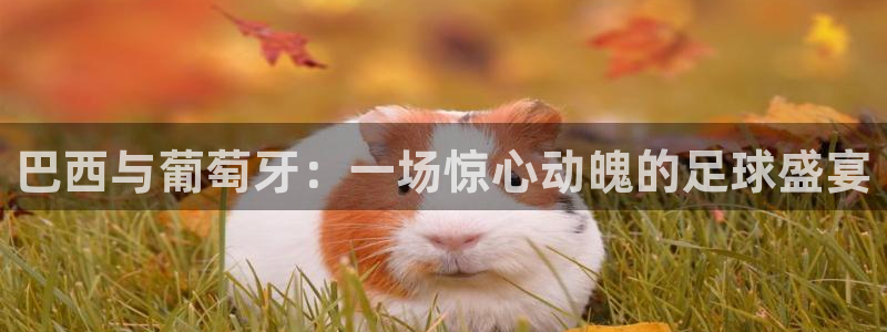 世界杯今年：巴西与葡萄牙：一场惊心动魄的足球盛宴